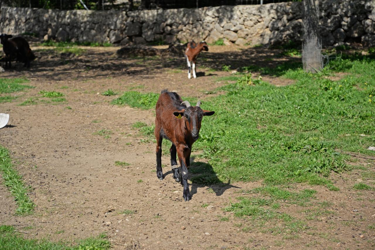 Hotel Finca - Agroturisme Sa Parellada Binibona Exteriér fotografie