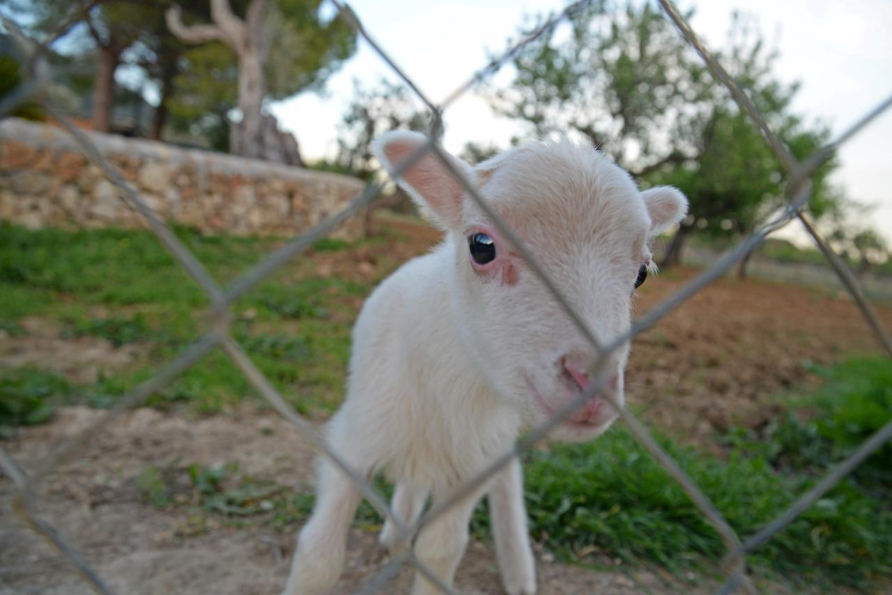 Hotel Finca - Agroturisme Sa Parellada Binibona Exteriér fotografie